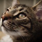 Kitten's daydream
